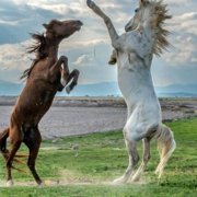 2 horses raised on 2 legs facing each other depicting relationship power dynamics