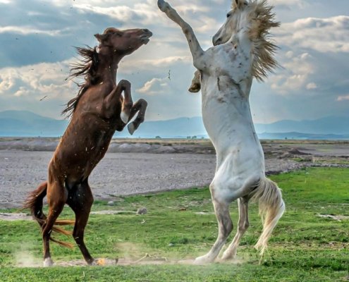 2 horses raised on 2 legs facing each other depicting relationship power dynamics